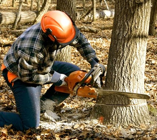 Tree Removal in Melvin, KY